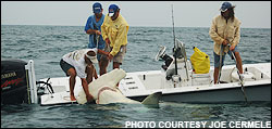 1280 lb. world record hammerhead shark, caught off Boca Grande by angler Bucky Dennis. Capt. Willis has tail roped on bow