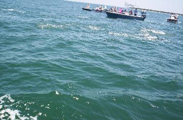 Tarpon rolling in Boca Grande Pass