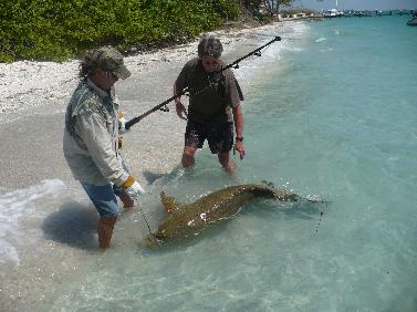 A 250 lb. goliath grouper - nice job!